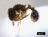  (Tetramorium regulare - ASA_BWC_TYGI70609AFTOAT715N)  @13 [ ] Copyright (2012) Brigitte Braschler DST-NRF Centre of Excellence for Invasion Biology, Department of Botany and Zoology, Stellenbosch University