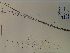  (Muhlenbergia capillaris - SEBB-672)  @11 [ ] Copyright (2012) John Barone Columbus State University