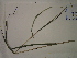  (Tripsacum dactyloides - SEBB-1419)  @11 [ ] Copyright (2012) John Barone Columbus State University