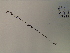  (Agalinis purpurea - SEBB-126)  @11 [ ] Copyright (2012) John Barone Columbus State University