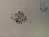  (Leucospora multifida - SEBB-1193)  @11 [ ] Copyright (2012) John Barone Columbus State University