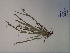  (Carex flaccosperma - SEBB-1053)  @11 [ ] Copyright (2012) John Barone Columbus State University
