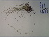  (Carex cherokeensis - SEBB-446)  @11 [ ] Copyright (2012) John Barone Columbus State University