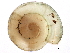  (Helicodiscus shimeki - BIOUG14969-F05)  @14 [ ] CreativeCommons - Attribution (2014) CBG Photography Group Centre for Biodiversity Genomics