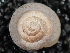  (Oreohelix stantoni - BIOUG37881-D09)  @11 [ ] CreativeCommons - Attribution (2018) Annegret Nicolai Centre for Biodiversity Genomics