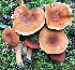  (Lactarius fulvissimus - GAJ.15271)  @11 [ ] c (2020) Tero Taipale University of Oulu