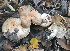  (Lactarius pallidus - GAJ.15241)  @11 [ ] c (2021) Tero Taipale University of Oulu