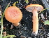  (Lactarius lanceolatus - GAJ.15269)  @11 [ ] c (2021) Tero Taipale University of Oulu