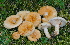  (Lactarius auriolla - GAJ.15279)  @11 [ ] All rights reserved (2013) Tero Taipale University of Oulu
