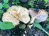  (Lactarius flavopalustris - GAJ.15281)  @11 [ ] c (2020) Tero Taipale University of Oulu