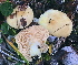  (Lactarius salicis-reticulatae - GAJ.15283)  @11 [ ] All rights reserved (2020) Tero Taipale University of Oulu