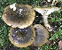  (Lactarius turpis - GAJ.15284)  @11 [ ] All rights reserved (2020) Tero Taipale University of Oulu
