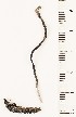  (Cordyceps entomorrhiza - GAJ.16835)  @11 [ ] by-nc (2024) Saara Salmela University of Oulu