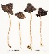  (Parasola conopilus - GAJ.16851)  @11 [ ] by-nc (2024) Saara Salmela University of Oulu