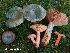  (Lactarius semisanguifluus - GAJ.5936)  @11 [ ] c (2017) Jukka Vauras University of Oulu