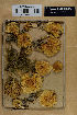  (Pholiota elegans - H6095974)  @11 [ ] by-nc (2021) Marko Mutanen University of Oulu