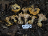  (Cantharellus - HAY-F-002022)  @11 [ ] Unspecified (default): All Rights Reserved (2023) Stu Pickell FunDiS