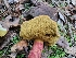  (Xerocomellus atropurpureus - HAY-F-000325)  @11 [ ] CC BY-NC 4.0 (2023) Harte Singer Fungal Diversity Survey