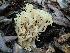  (Ramaria sp. CA02 - HAY-F-000299)  @11 [ ] CC-BY-NC (2023) Harte Singer FunDiS