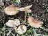  (Clitocybe sp. CA01 - HAY-F-000275)  @11 [ ] CC-BY-NC (2023) Damon Tighe FunDiS