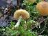 (Galerina castaneipes - HAY-F-000319)  @11 [ ] CC BY-NC 4.0 (2023) Harte Singer Fungal Diversity Survey