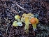  (Hygrocybe flavescens - HAY-F-001946)  @11 [ ] cc-by-nc (2023) Luca Hickey FunDiS