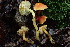  (Hygrocybe punicea PNW01 - HAY-F-000251)  @11 [ ] cc-by-nc (2023) Damon Tighe FunDiS