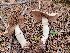  (Agaricus berryessae - HAY-F-000389)  @11 [ ] cc-by-nc (2023) Harte Singer FunDiS