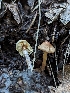  (Lepiota neophana - HAY-F-001971)  @11 [ ] Unspecified (default): All Rights Reserved (2023) Stu Pickell FunDiS