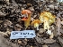  (Hygrocybe acutoconica CA01 - HAY-F-002018)  @11 [ ] Unspecified (default): All Rights Reserved (2023) Stu Pickell FunDiS