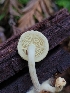  (Pholiota scamba - HAY-F-000669)  @11 [ ] Unspecified (default): All Rights Reserved (2023) Mandy Hackney FunDiS