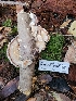 (Trametes versicolor - HAY-F-000656)  @11 [ ] Unspecified (default): All Rights Reserved (2023) Mandy Hackney FunDiS