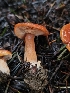  (Lactarius subflammeus - HAY-F-000632)  @11 [ ] Unspecified (default): All Rights Reserved (2023) Mandy Hackney FunDiS