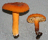  (Lactarius brasiliensis - 1874 AMV)  @11 [ ] CreativeCommons - Attribution Non-Commercial Share-Alike  Aida Vasco-P. Unspecified