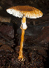  (Amanita xerocybe - 1977 AMV)  @11 [ ] CreativeCommons - Attribution Non-Commercial Share-Alike  Aida Vasco-P. Unspecified