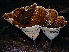  (Aquascypha hydrophora - 1981 AMV)  @11 [ ] CreativeCommons - Attribution Non-Commercial Share-Alike  Aida Vasco-P. Unspecified