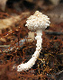  (Strobilomycetaceae - 2032 AMV)  @11 [ ] CreativeCommons - Attribution Non-Commercial Share-Alike  Aida Vasco-P. Unspecified