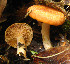  (Lactarius chrysorrheus - NVE 358)  @11 [ ] CreativeCommons - Attribution Non-Commercial No Derivatives (2013) Natalia Vargas Universidad de Los Andes