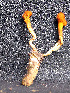  (Cordyceps submilitaris - TSJ965)  @11 [ ] CreativeCommons - Attribution Non-Commercial No Derivatives (2011) Tatiana Sanjuan Universidad de Antioquia