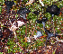  (Craterellus atratoides - 1979 AMV)  @11 [ ] CreativeCommons - Attribution Non-Commercial Share-Alike  Aida Vasco-P. Unspecified