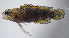 (Plesiops polydactylus - FUT-083)  @11 [ ] CreativeCommons  Attribution Non-Commercial (by-nc) (2016) Unspecified Smithsonian Institution National Museum of Natural History