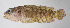  (Pseudogramma paucilepis - FUT-116)  @11 [ ] CreativeCommons  Attribution Non-Commercial (by-nc) (2016) Unspecified Smithsonian Institution National Museum of Natural History