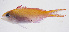  (Pseudanthias bicolor - FUT-231)  @11 [ ] CreativeCommons  Attribution Non-Commercial (by-nc) (2016) Unspecified Smithsonian Institution National Museum of Natural History