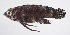  (Steeneichthys plesiopsus - FUT-348)  @11 [ ] CreativeCommons  Attribution Non-Commercial (by-nc) (2016) Unspecified Smithsonian Institution National Museum of Natural History