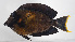  ( - FUT-456)  @11 [ ] CreativeCommons  Attribution Non-Commercial (by-nc) (2016) Unspecified Smithsonian Institution National Museum of Natural History