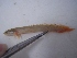  (Polypterus senegalus - KW11T100)  @13 [ ] CreativeCommons - Attribution Non-Commercial Share-Alike (2011) SAIAB SAIAB