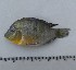  (Gymnogeophagus - UNMDP-T 3654)  @14 [ ] Unspecified (default): All Rights Reserved  Unspecified Unspecified