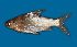  (Amblyrhynchichthys truncatus - SLM-AT(PH)-04)  @13 [ ] CreativeCommons - Attribution Non-Commercial Share-Alike (2011) Zulkafli Abd Rashid Department of Fisheries Malaysia, Freshwater Fisheries Research Division, Jelebu, Malaysia