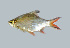  ( - SLM-BS(PH)-01)  @13 [ ] CreativeCommons - Attribution Non-Commercial Share-Alike (2011) Zulkafli Abd Rashid Department of Fisheries Malaysia, Freshwater Fisheries Research Division, Jelebu, Malaysia