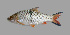  (Hampala macrolepidota - SLM-HM(PH)-10)  @14 [ ] CreativeCommons - Attribution Non-Commercial Share-Alike (2011) Zulkafli Abd Rashid Department of Fisheries Malaysia, Freshwater Fisheries Research Division, Jelebu, Malaysia